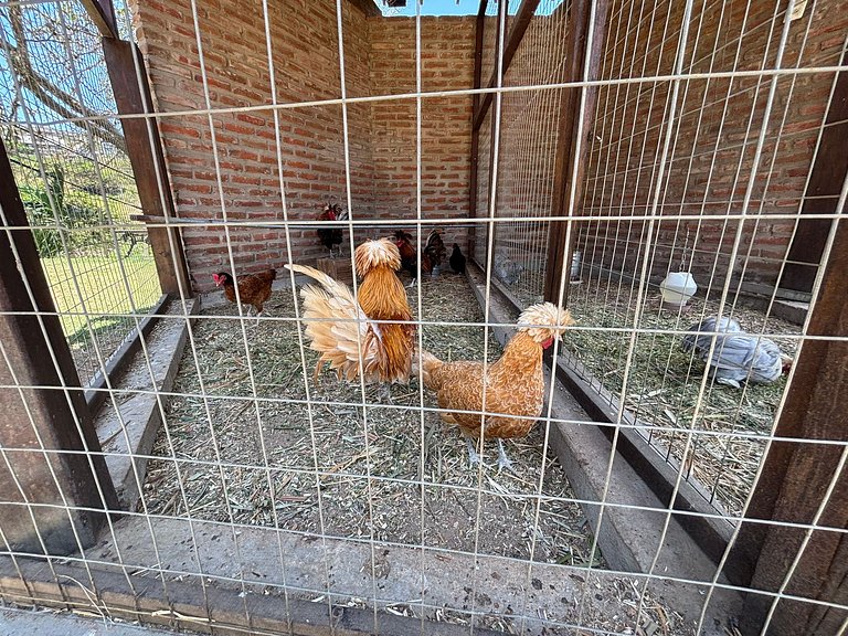 Refúgio charmoso cercada por verde