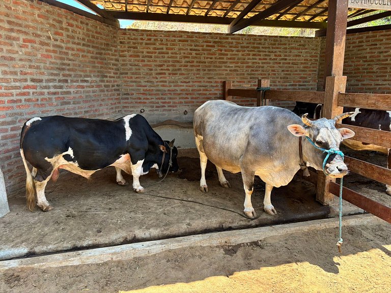 Refúgio charmoso cercado por verde