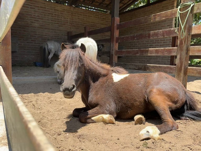 Refúgio Perfeito em Meio à Natureza